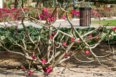 Adenium