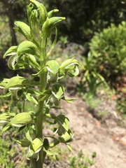 Chloraea cylindrostachya