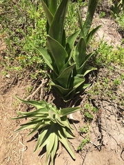 Chloraea cylindrostachya