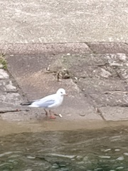 Chroicocephalus ridibundus