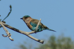 Coracias benghalensis