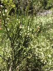 Colletia hystrix