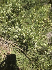 Colletia hystrix