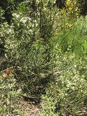 Colletia hystrix