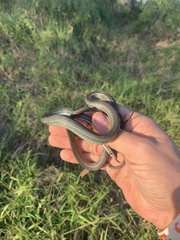 Masticophis schotti schotti