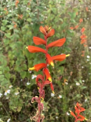 Castilleja tenuifolia
