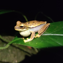 Boana freicanecae