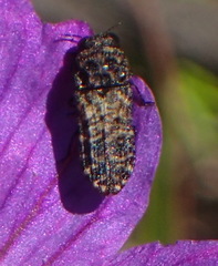 Nothomorpha