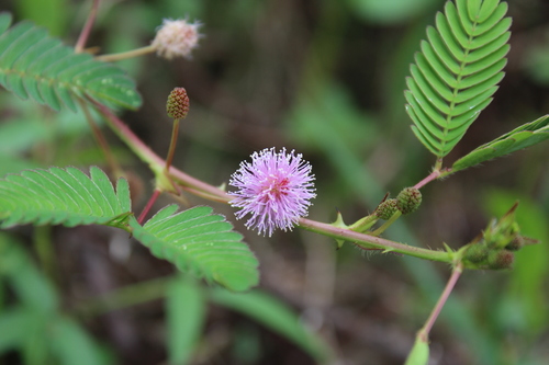 Mimosa pudica