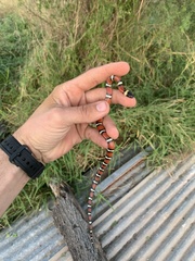 Lampropeltis annulata