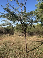 Vachellia robusta