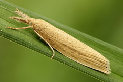 Chilo phragmitella