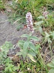 Mentha longifolia