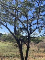 Vachellia robusta