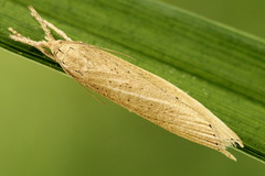 Chilo phragmitella
