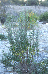Condea tomentosa