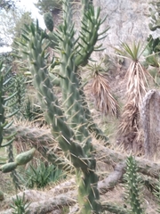 Austrocylindropuntia