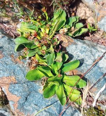 Euphorbia tuberosa