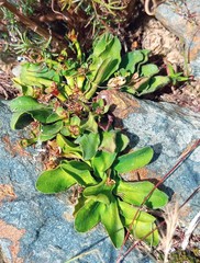Euphorbia tuberosa