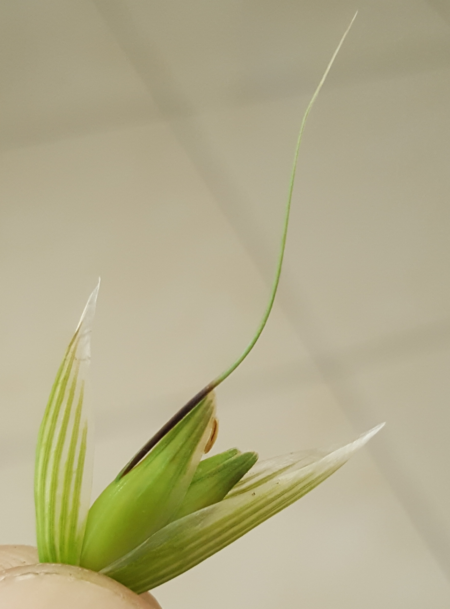 (c) François Rousseu, certains droits réservés (CC BY-NC) https://www.inaturalist.org/observations/100793960