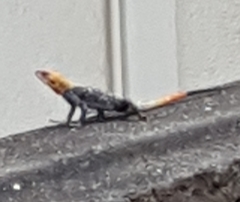 Agama agama