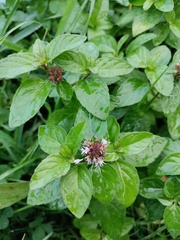 Mentha aquatica