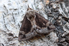 Hypena crassalis