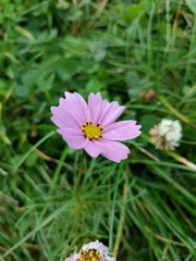 Cosmos bipinnatus