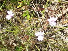 Nemesia leipoldtii