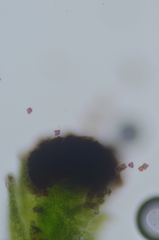 Crossocalyx hellerianus