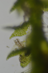 Crossocalyx hellerianus