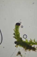 Crossocalyx hellerianus