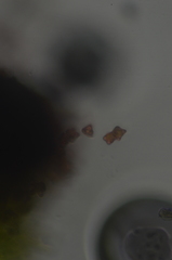 Crossocalyx hellerianus