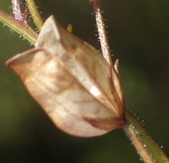 Nemesia leipoldtii