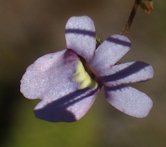 Nemesia leipoldtii