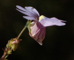 Nemesia leipoldtii