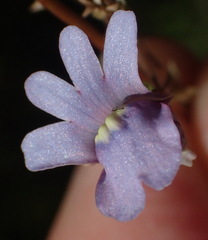 Nemesia leipoldtii