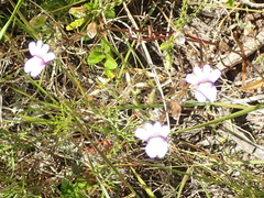Nemesia leipoldtii