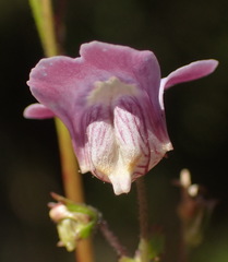 Nemesia leipoldtii