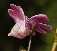 Nemesia leipoldtii