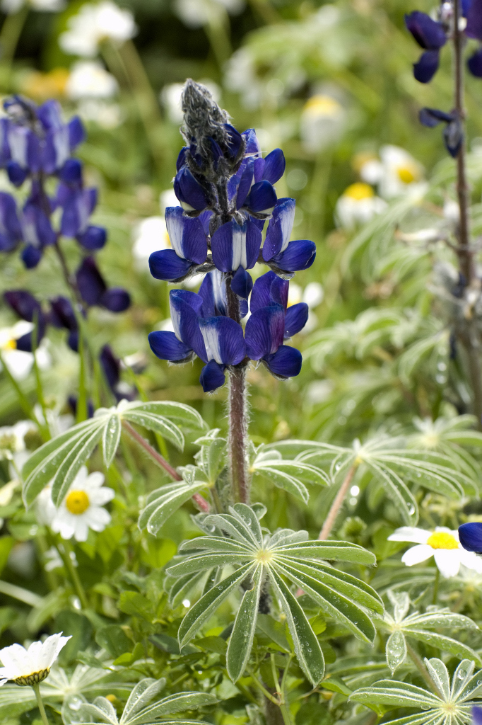 Lupinus pilosus
