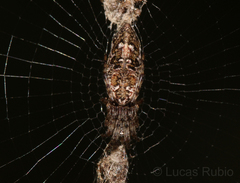 Cyclosa machadinho