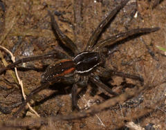 Diapontia uruguayensis