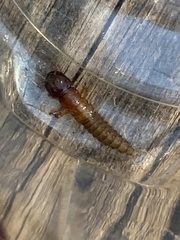 Platydracus maculosus