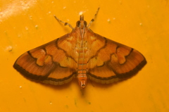 Orphanostigma abruptalis