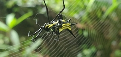 Micrathena vigorsi