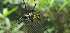 Micrathena vigorsi