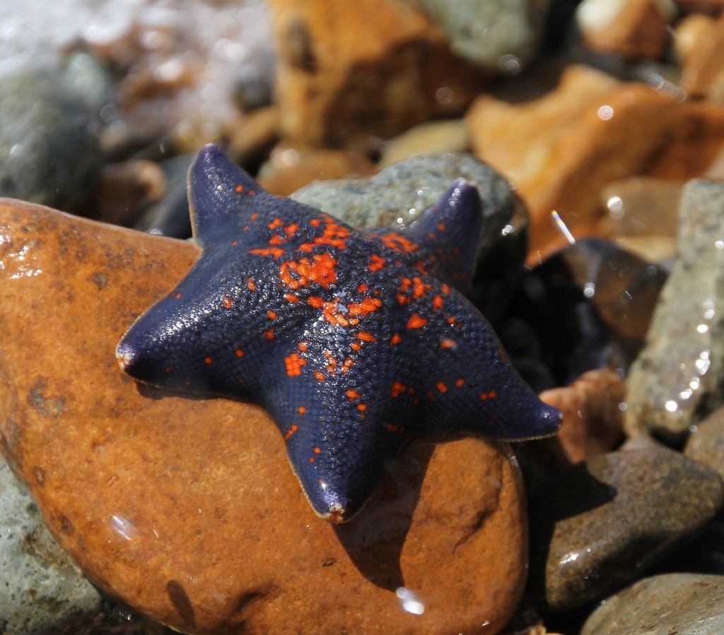 Blue Bat Star