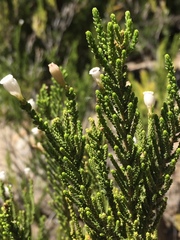 Angiospermae