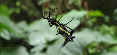 Micrathena vigorsi